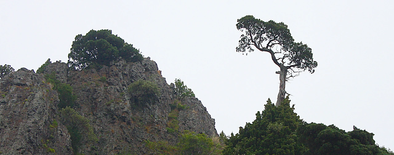 울릉도 도동리 향나무1.JPG