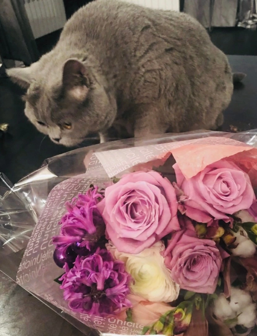 07화 뚱냥이들 식탐 보고서