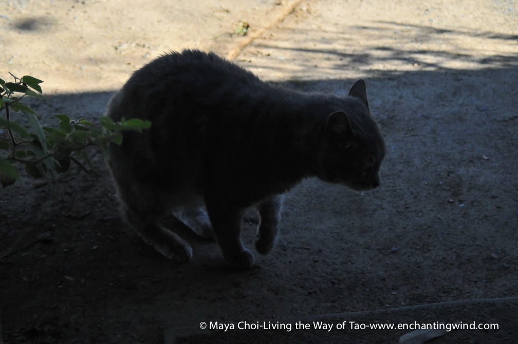 high vibe realm-9247.JPG