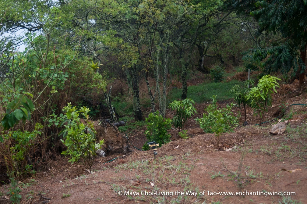 high vibe realm-9201.JPG