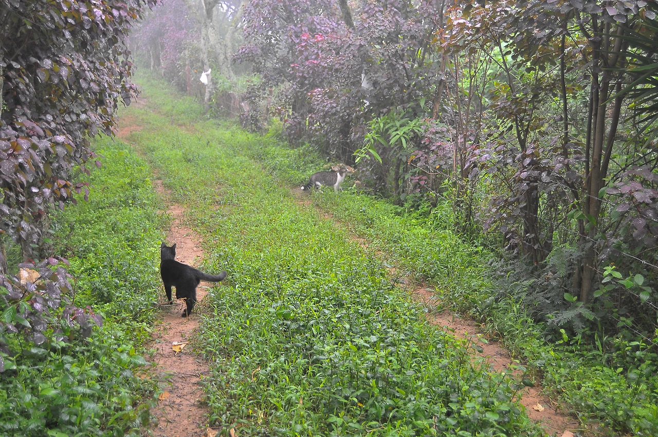 high vibe realm-9519.JPG