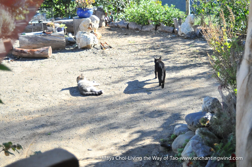 high vibe realm-9253.JPG