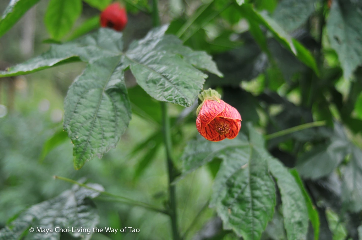 high vibe realm-8765.JPG