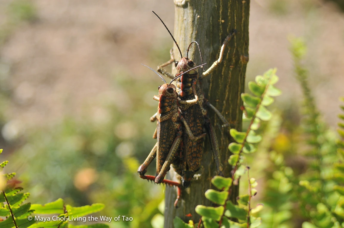 high vibe realm-8857.JPG