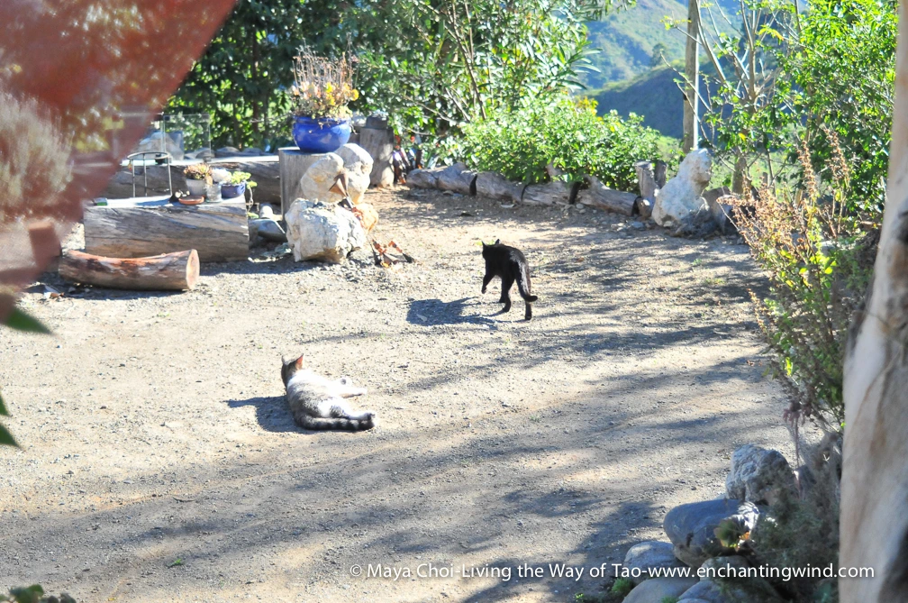 high vibe realm-9254.JPG