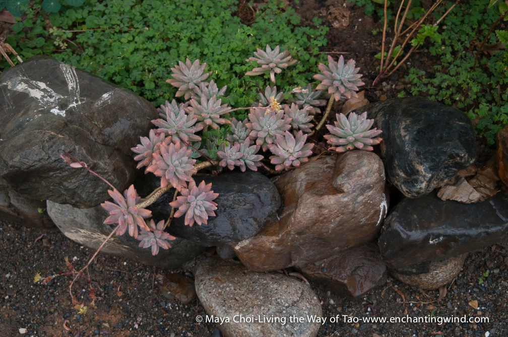 high vibe realm-9200.JPG