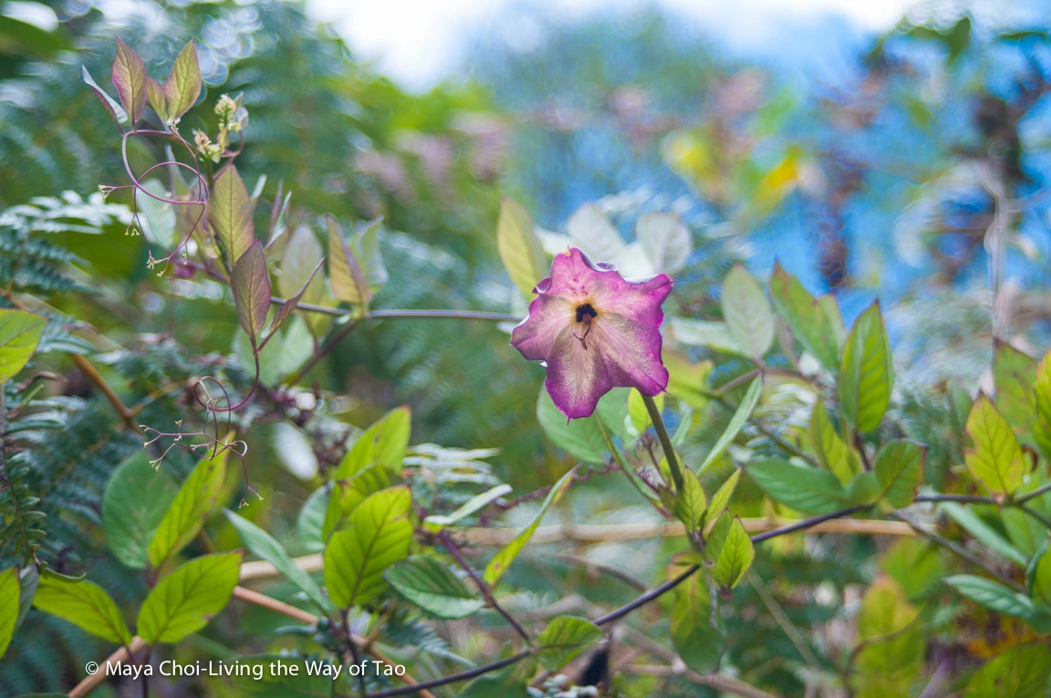 high vibe realm-8828.JPG