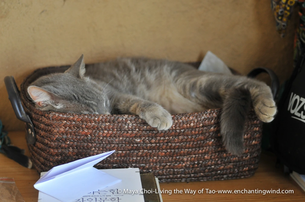 high vibe realm-8297.JPG