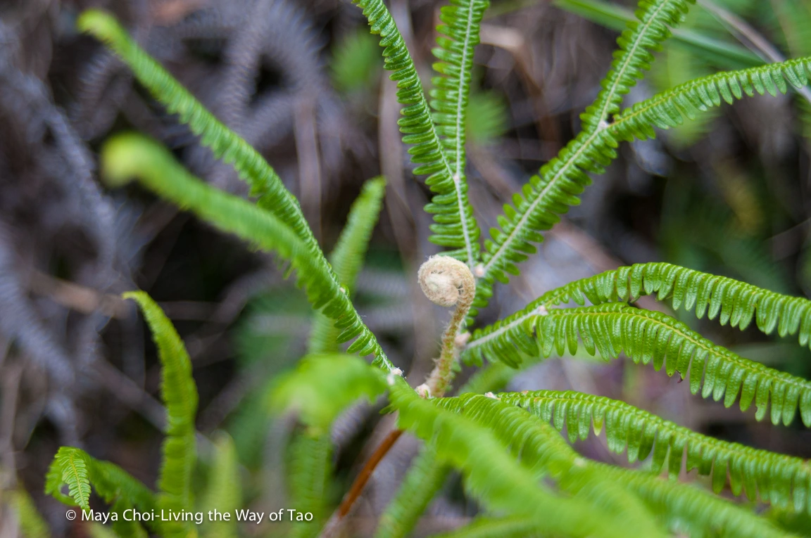 high vibe realm-8819.JPG