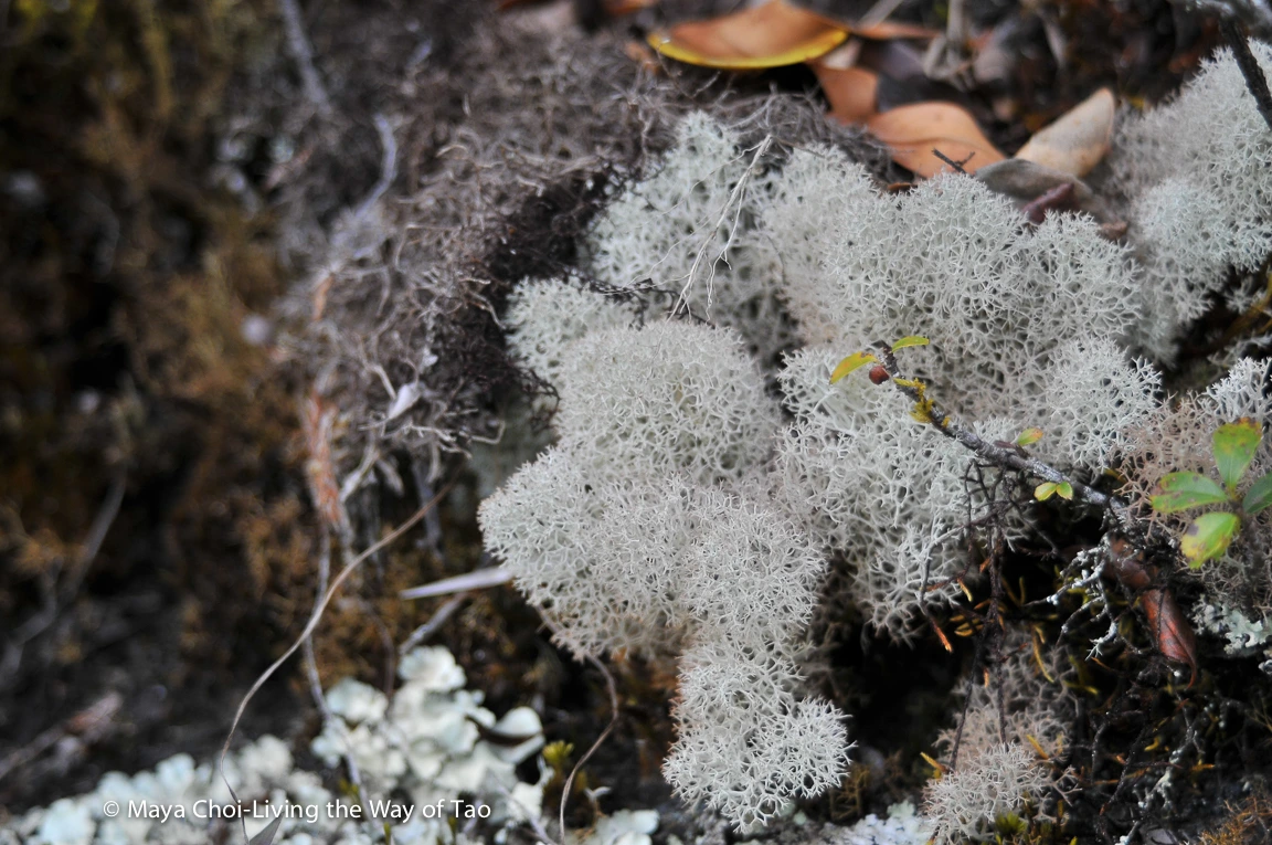 high vibe realm-8818.JPG