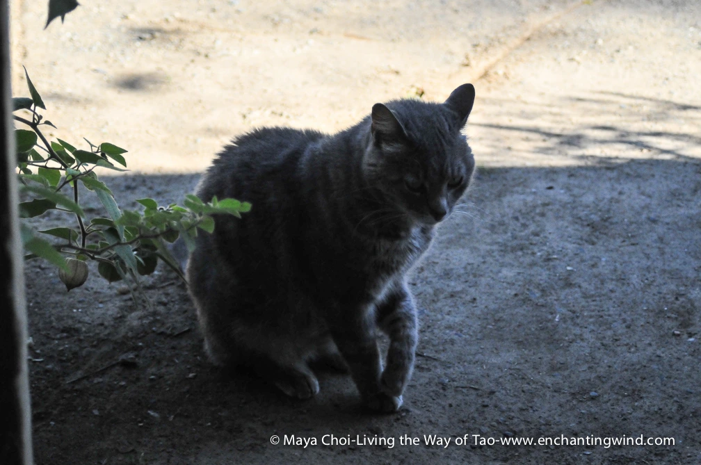 high vibe realm-9249.JPG