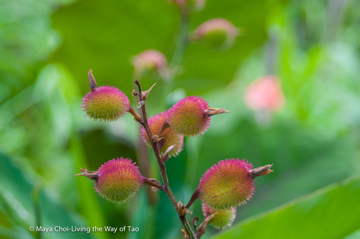 high vibe realm-8796.JPG