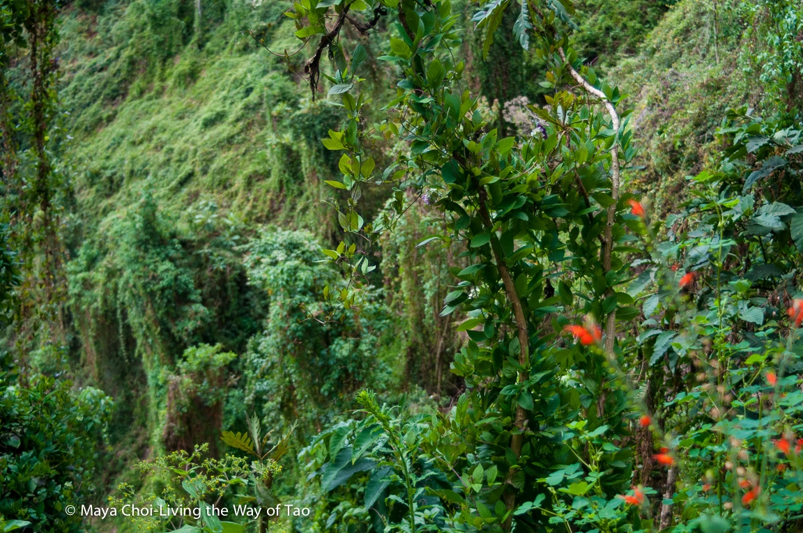 high vibe realm-8829.JPG