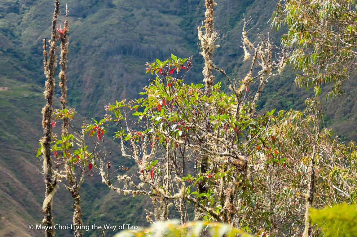 high vibe realm-8812.JPG