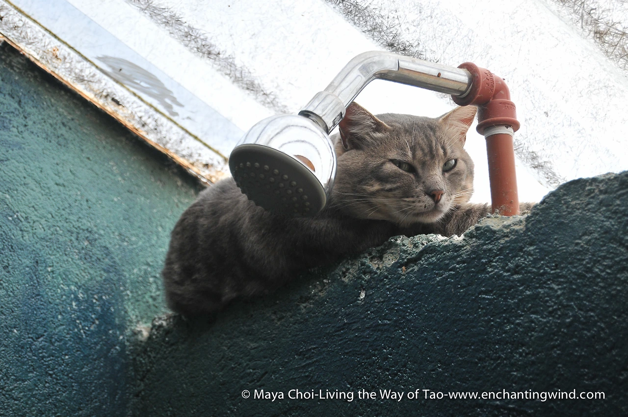 high vibe realm-9554.JPG