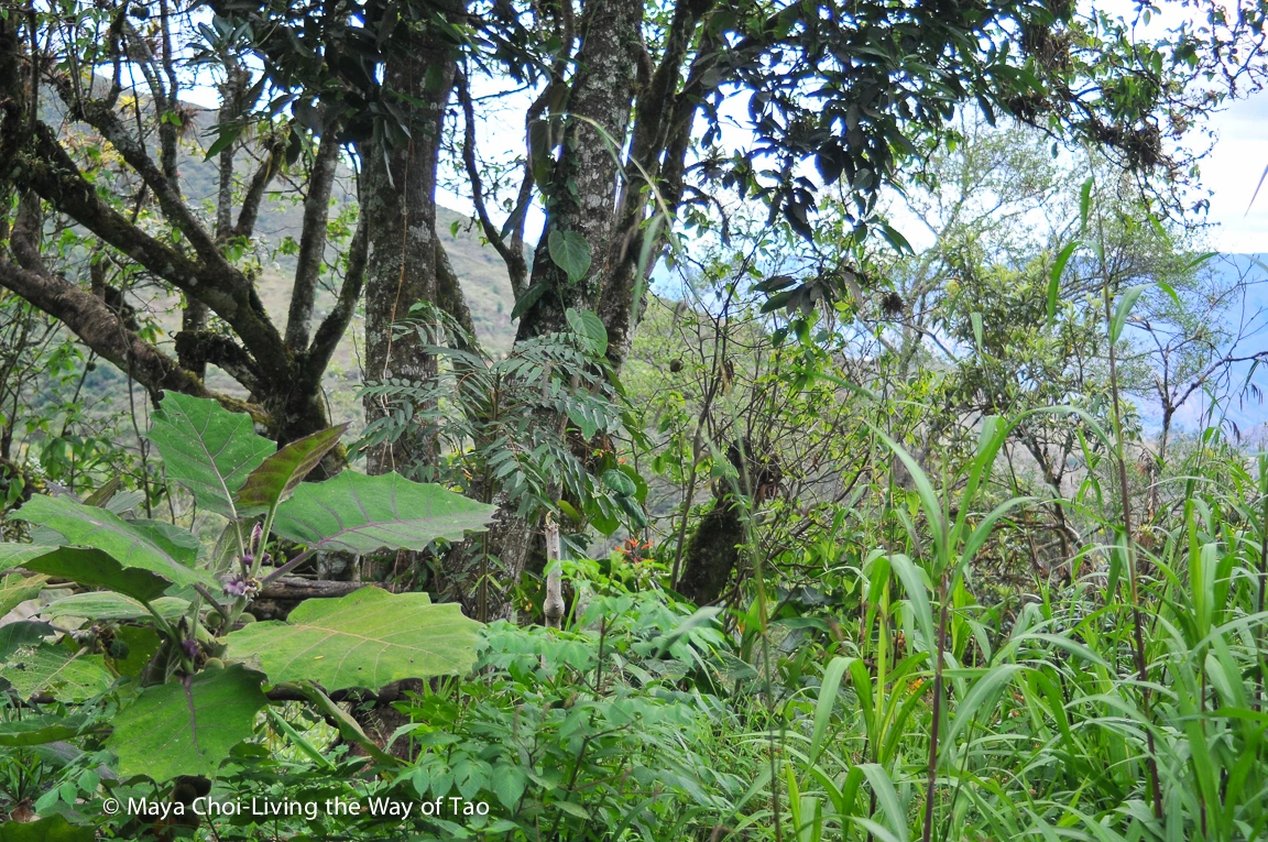 high vibe realm-8764.JPG