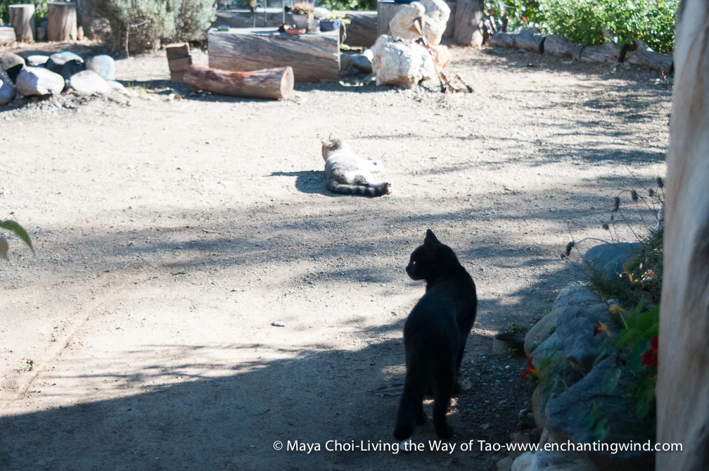 high vibe realm-9251.JPG