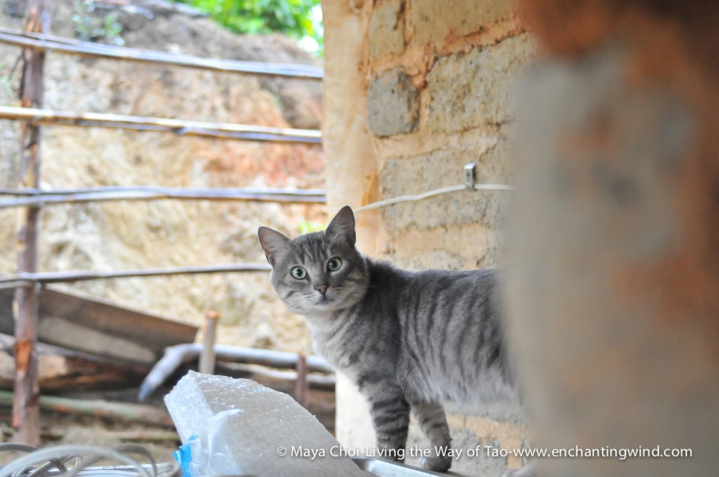 high vibe realm-9264.JPG