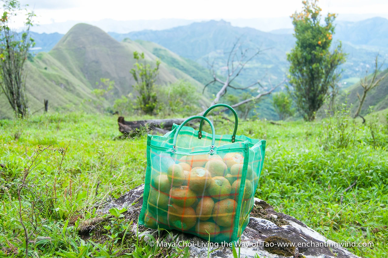 high vibe realm-9573.JPG