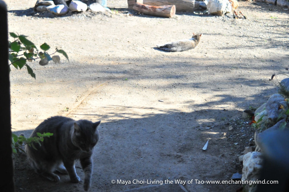 high vibe realm-9250.JPG