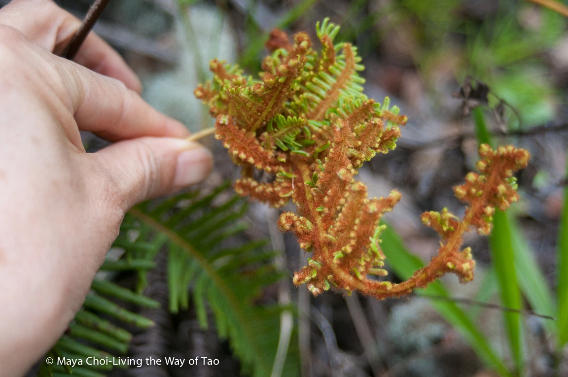 high vibe realm-8820.JPG