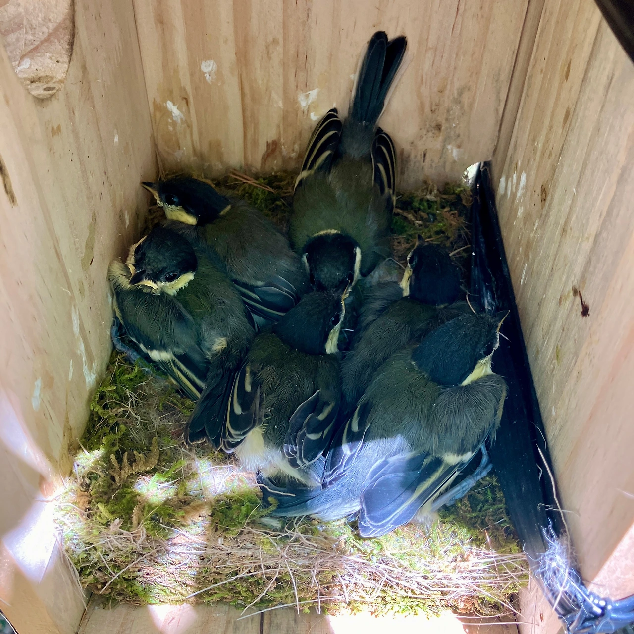 둥지 관찰기 9.JPG