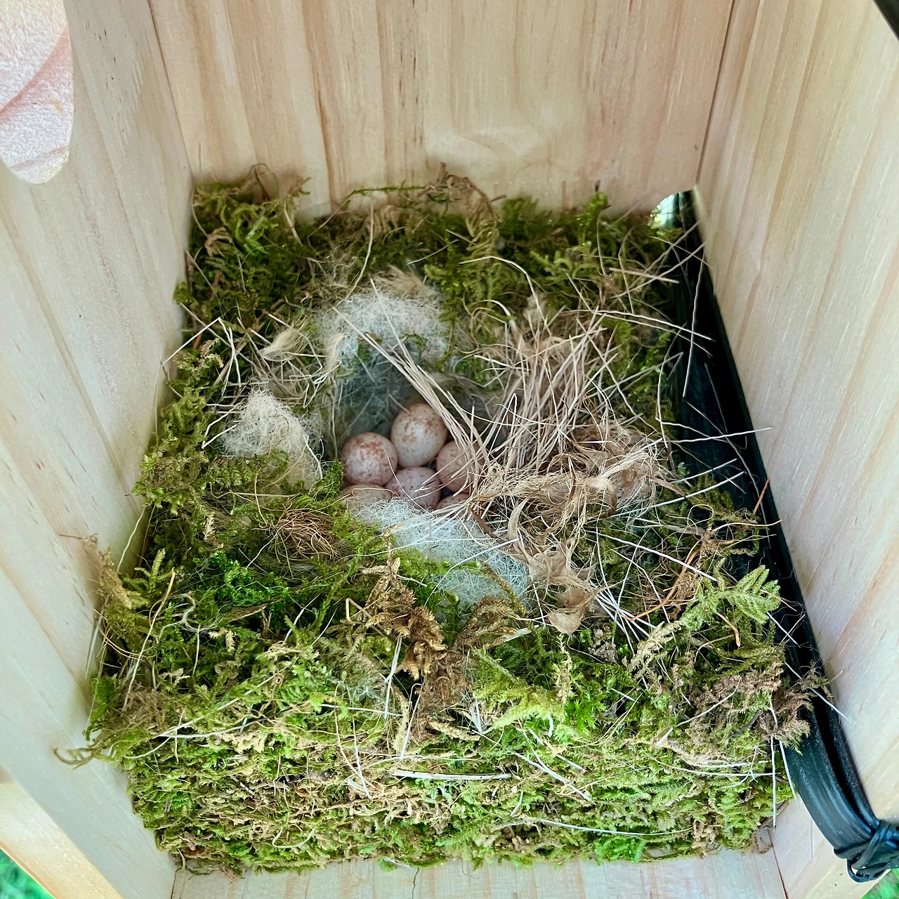 둥지 관찰기 5.JPG