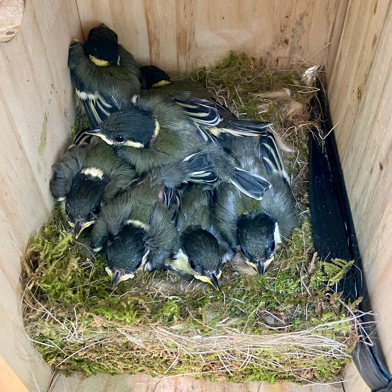 둥지 관찰기 8.JPG