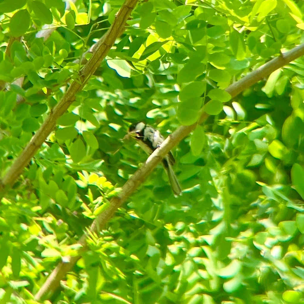 둥지 관찰기 10.JPG