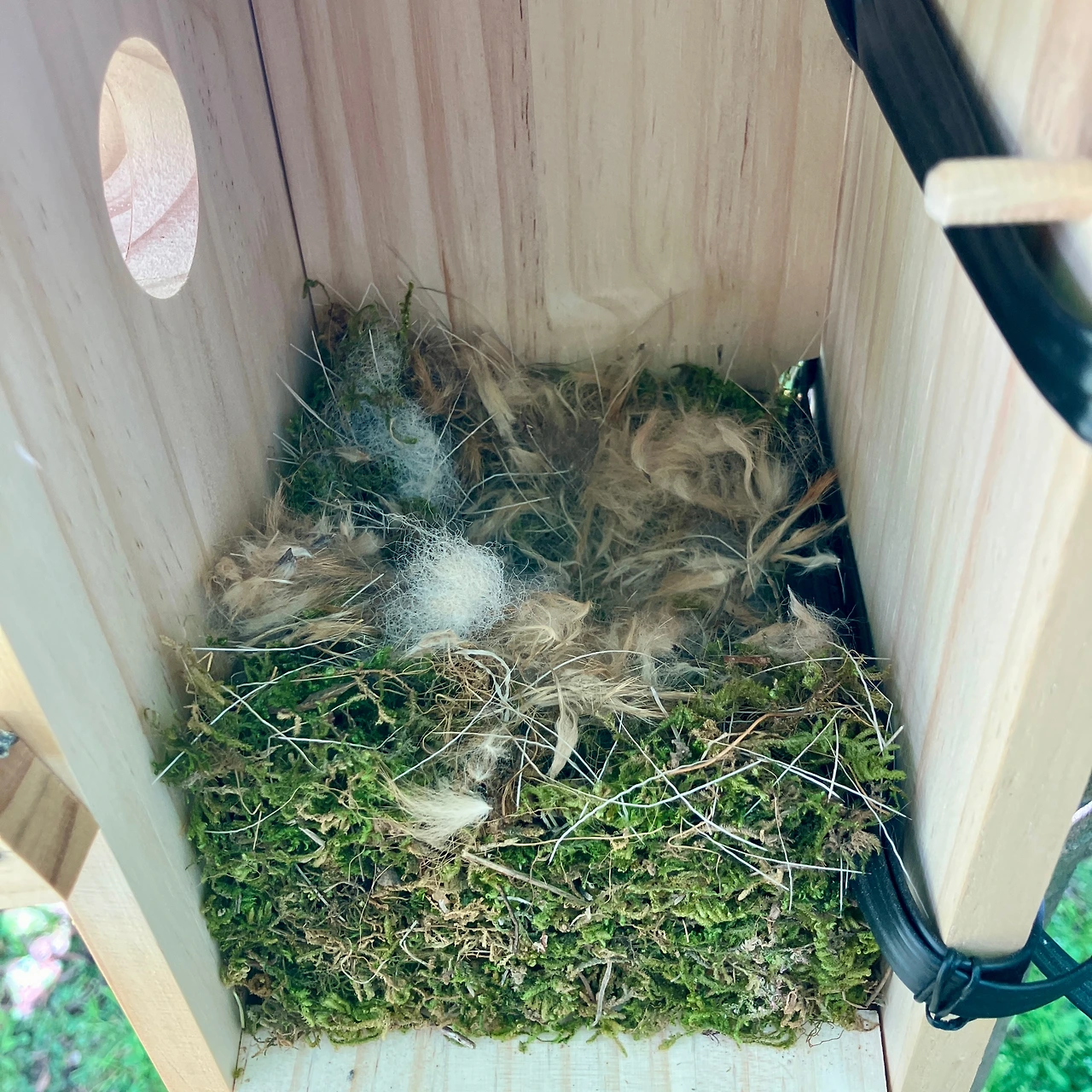 둥지 관찰기 4.JPG