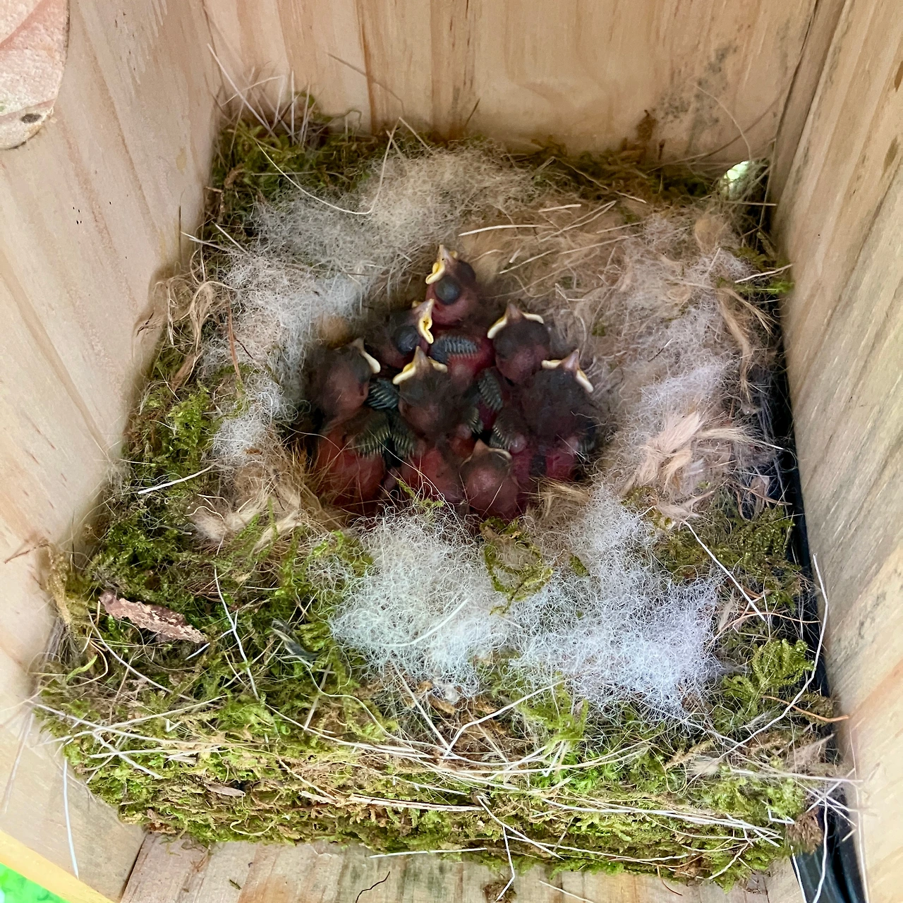 둥지 관찰기 6.JPG