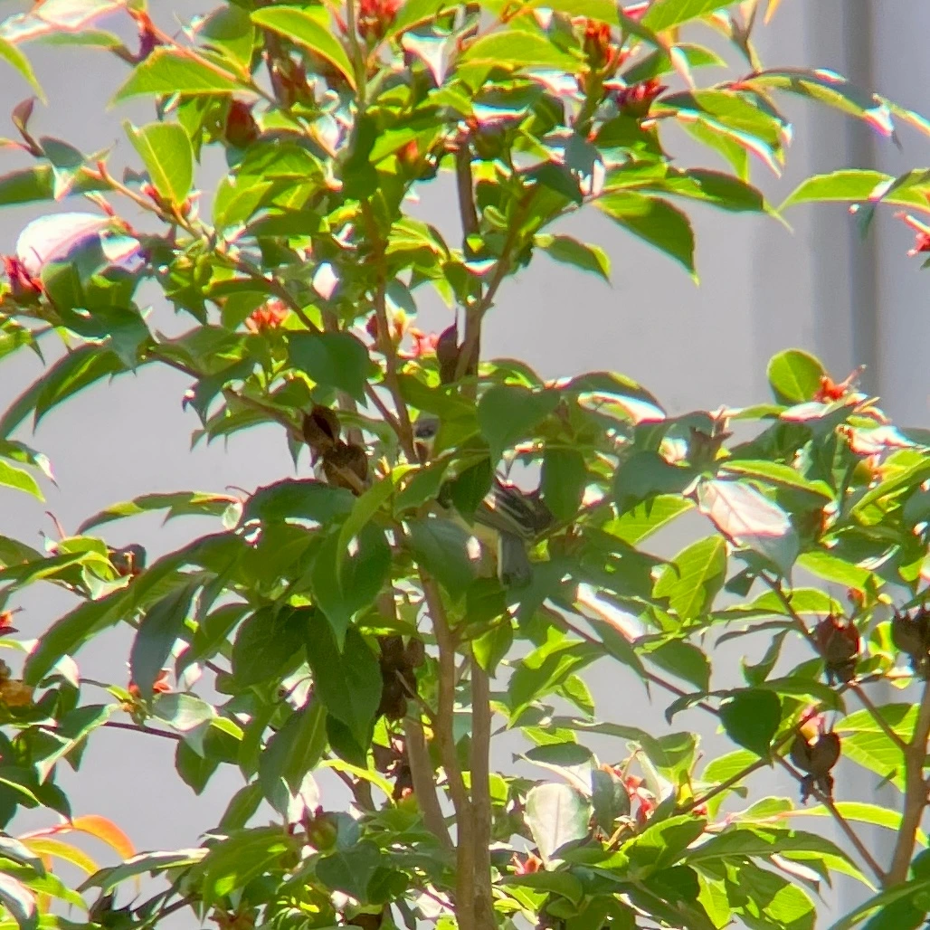 둥지 관찰기 9-2.JPG