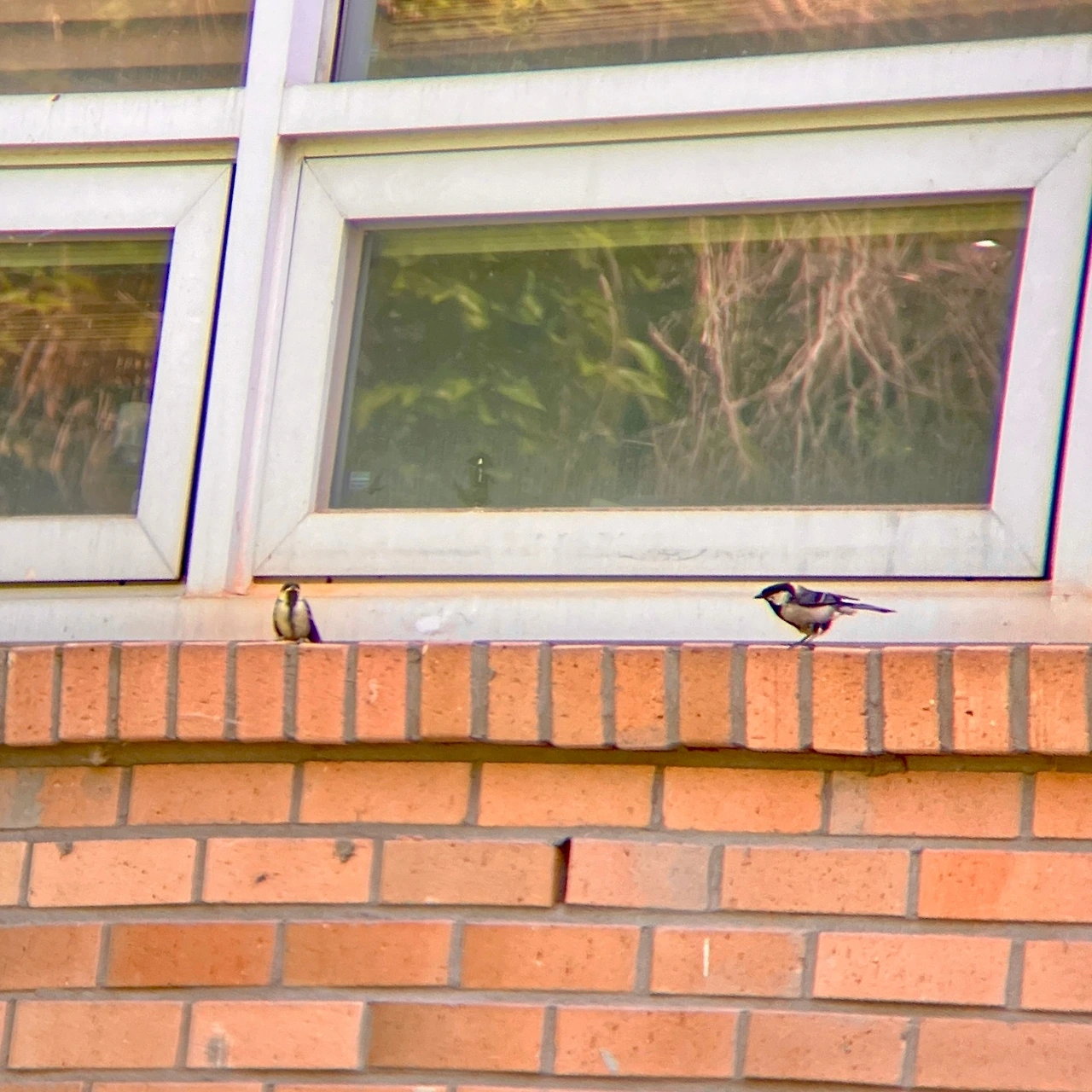 둥지 관찰기 10-2.JPG