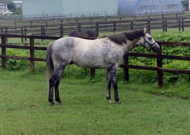 500px-Oguri_Cap_in_Yushun_Stalli.png?type=w386