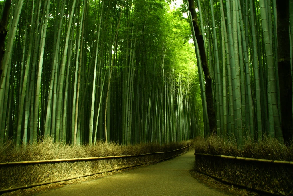 嵐山　竹林.jpeg