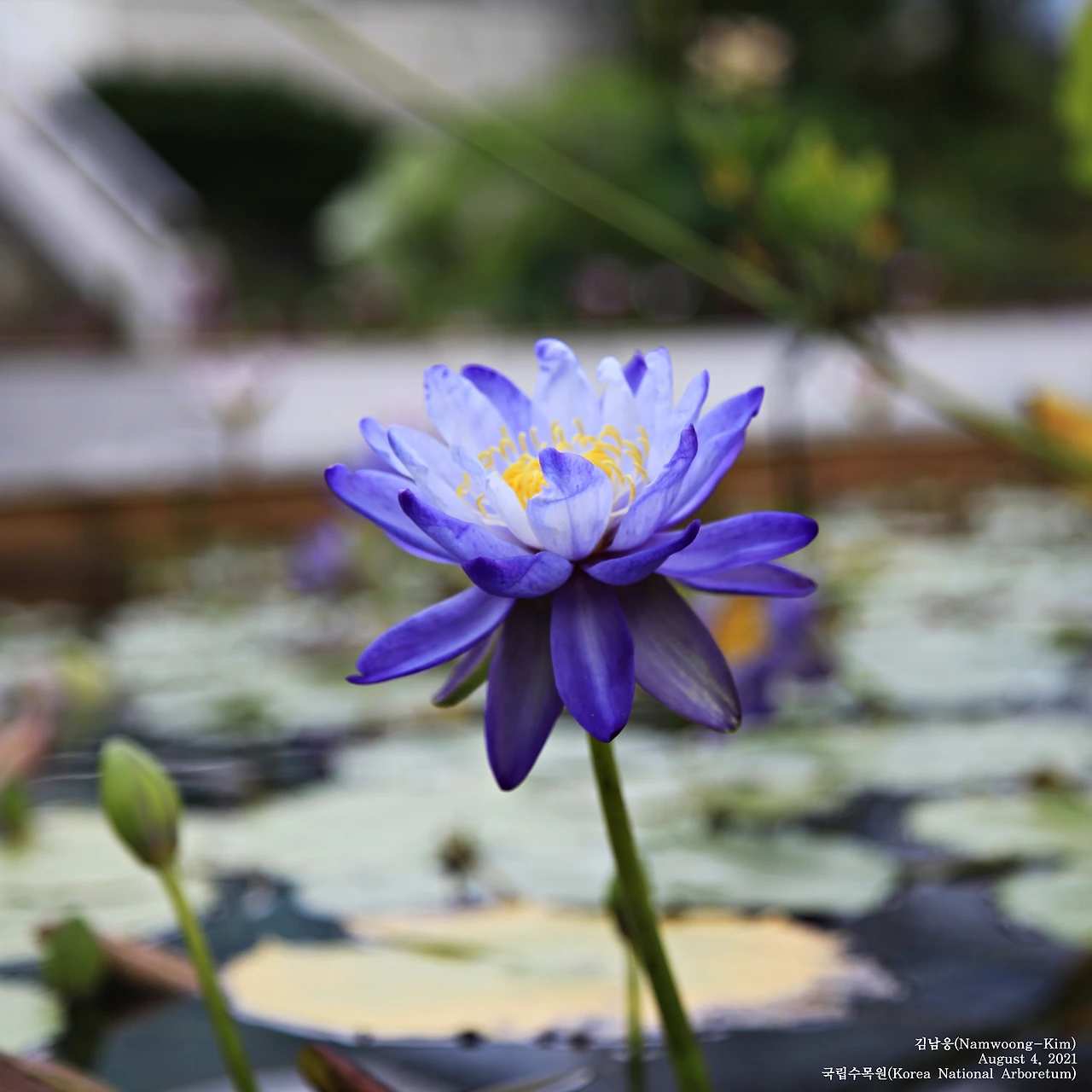 국립수목원_연꽃_20210804_IMG_6250-crop_n.JPG