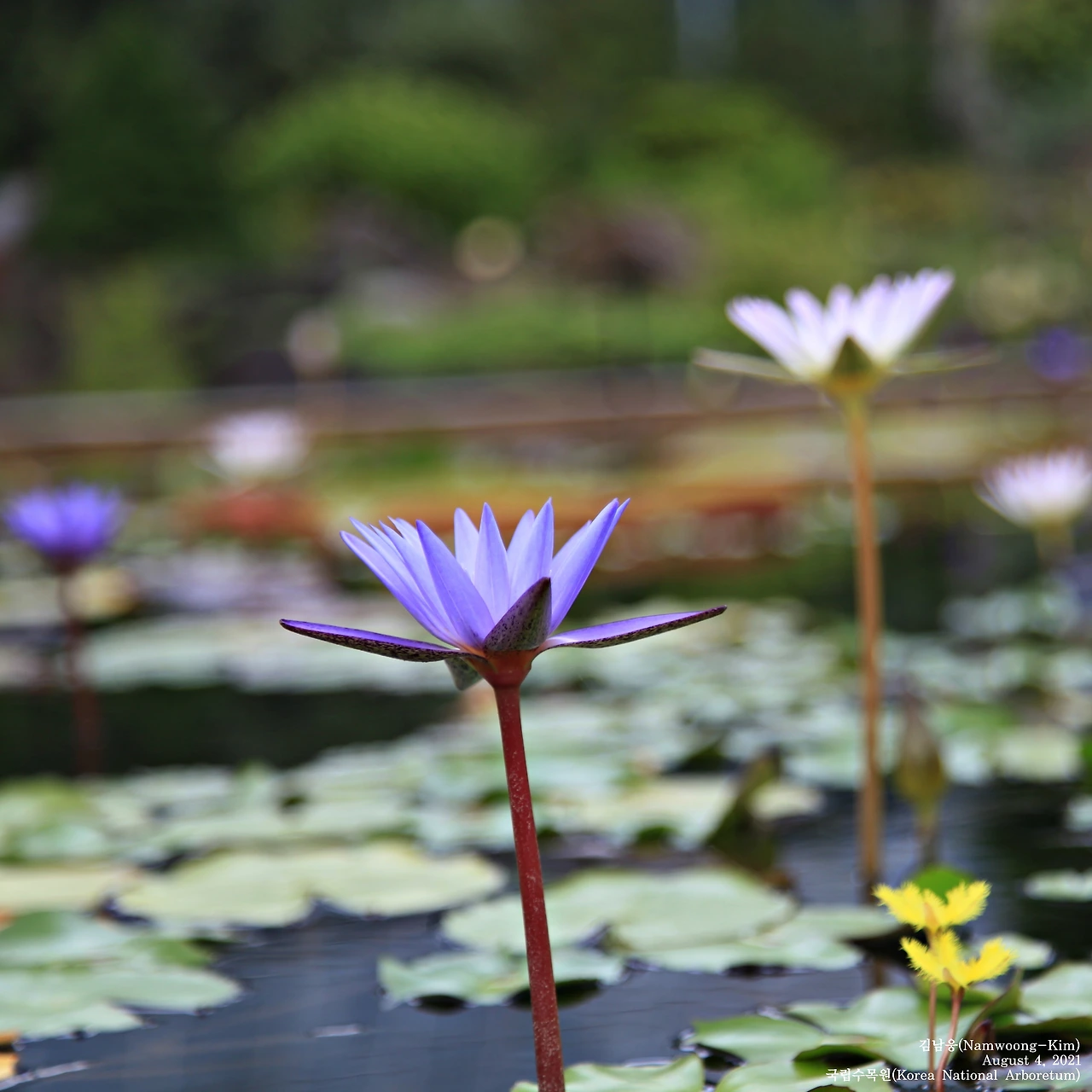 국립수목원_연꽃_20210804_IMG_6234-crop_n.JPG