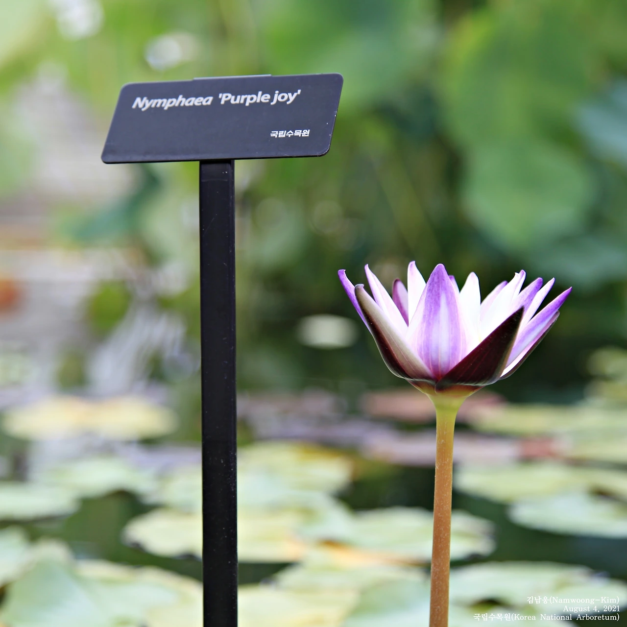 국립수목원_연꽃_20210804_IMG_6240-crop_n.JPG