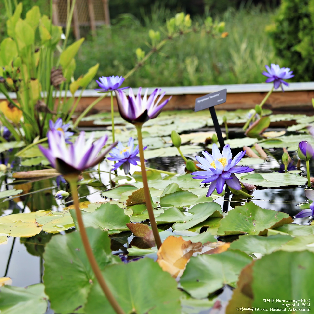 국립수목원_연꽃_20210804_IMG_6242-crop_n.JPG