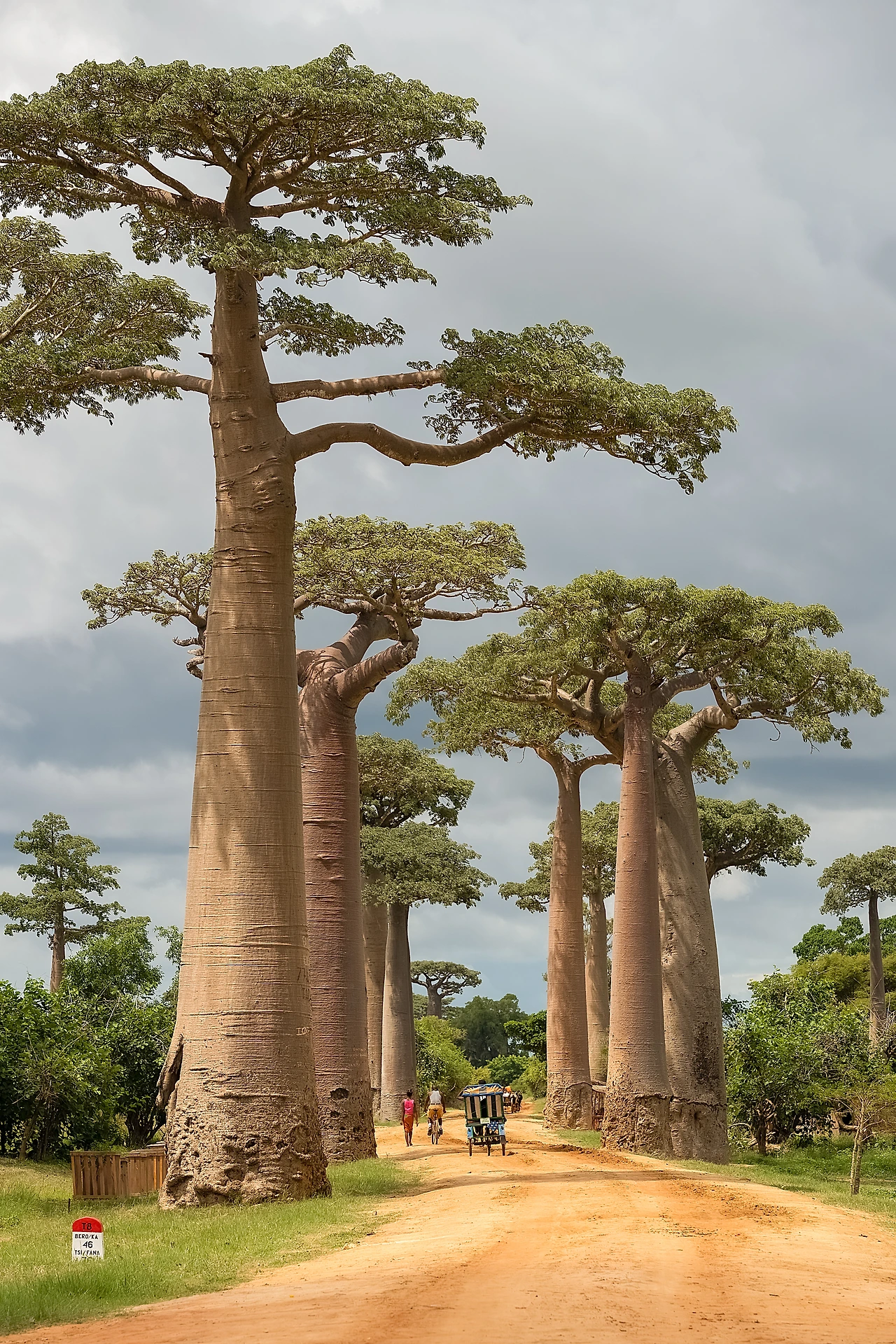 3_바오밥 나무를 만나던 순간.JPG