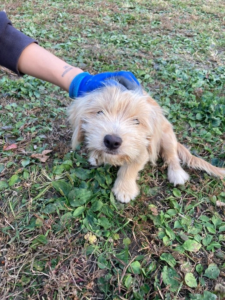 갑자기 나타난 삽살이.jpeg