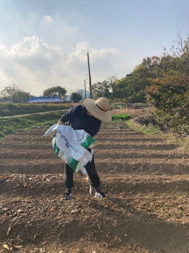 부엽토 양파밭에 뿌리기.jpeg