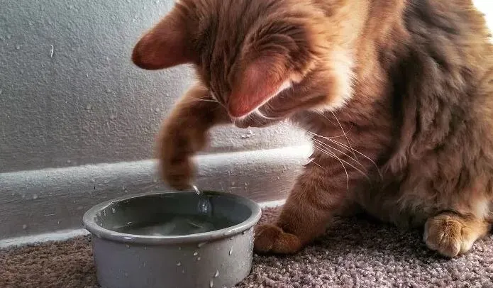 고양이와 물.JPG