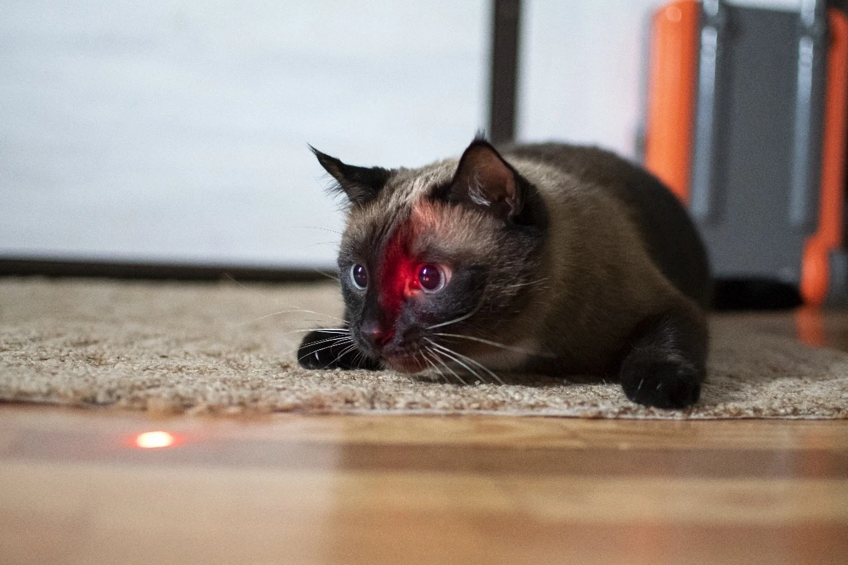 cat_laser_pointer.jpeg