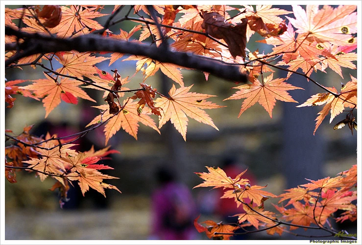 15297F3A4EADE6B81D66A8