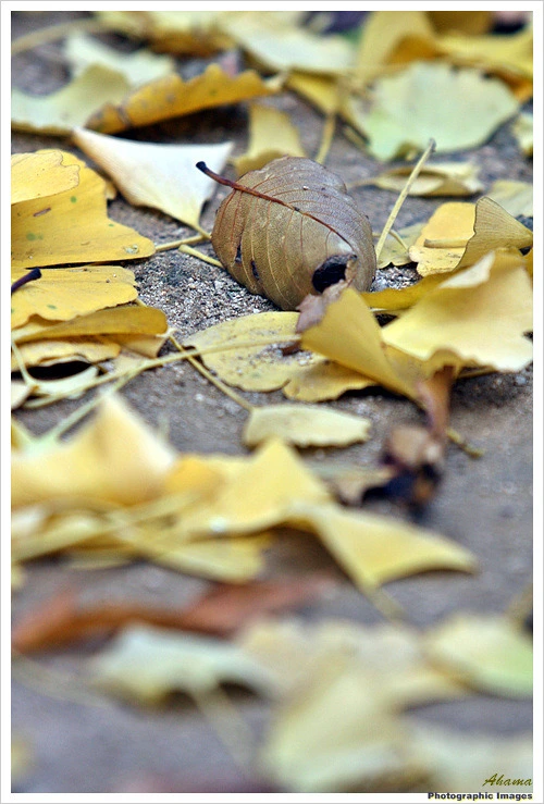 112C733A4EADE6B7160AF2