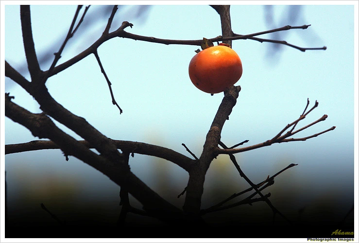 16293C3A4EADE6B51EB95B