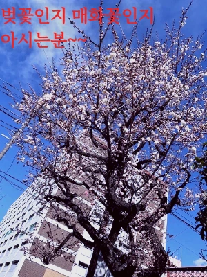 벚꽃 (1).jpeg