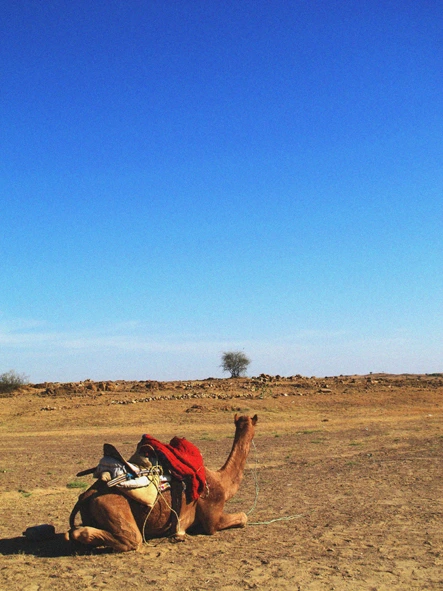 자이살메르 (5).JPG