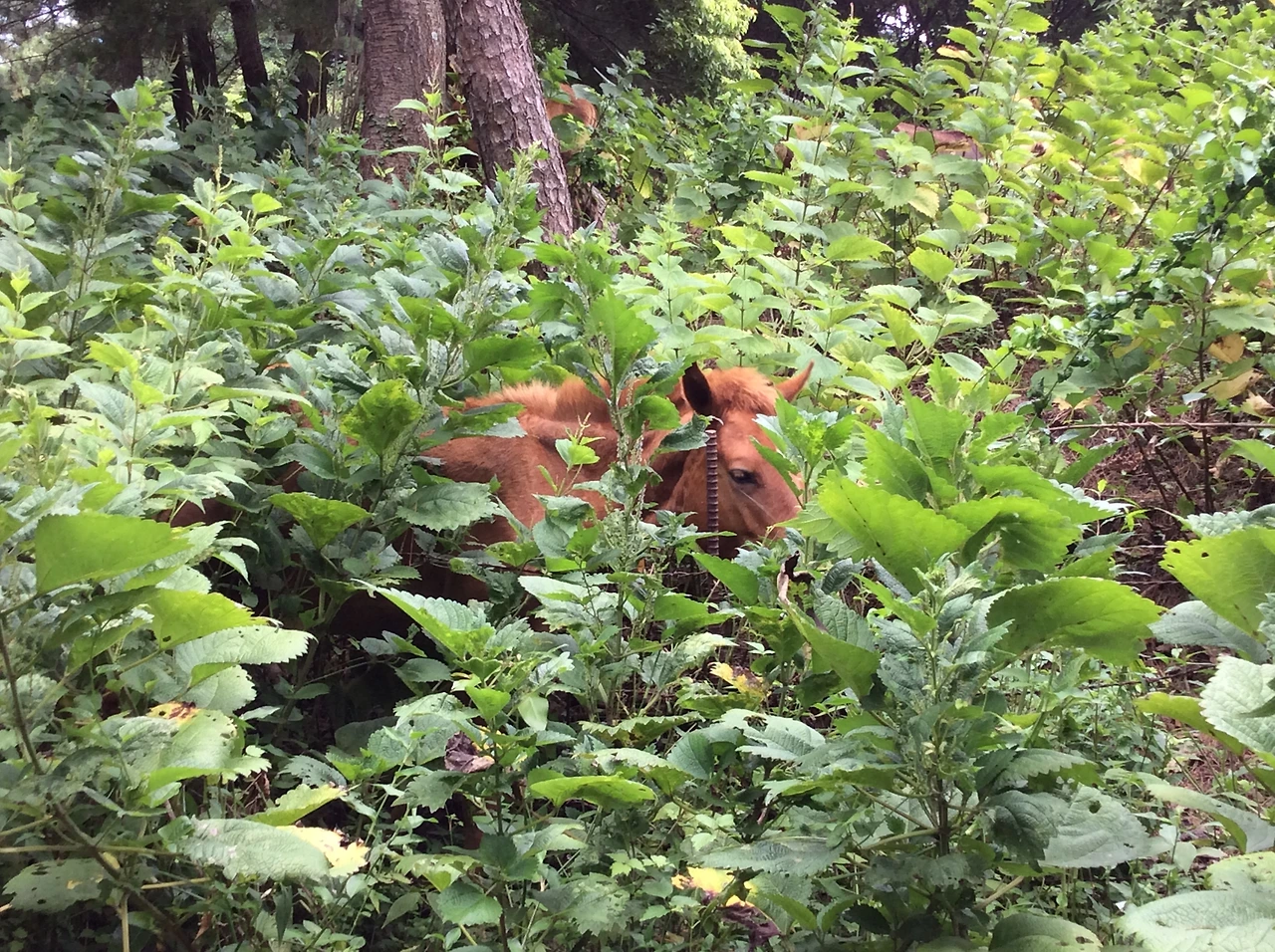 화북 별도봉.JPG